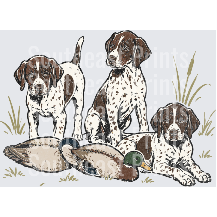 Three GSP Puppies Mallard Ducks