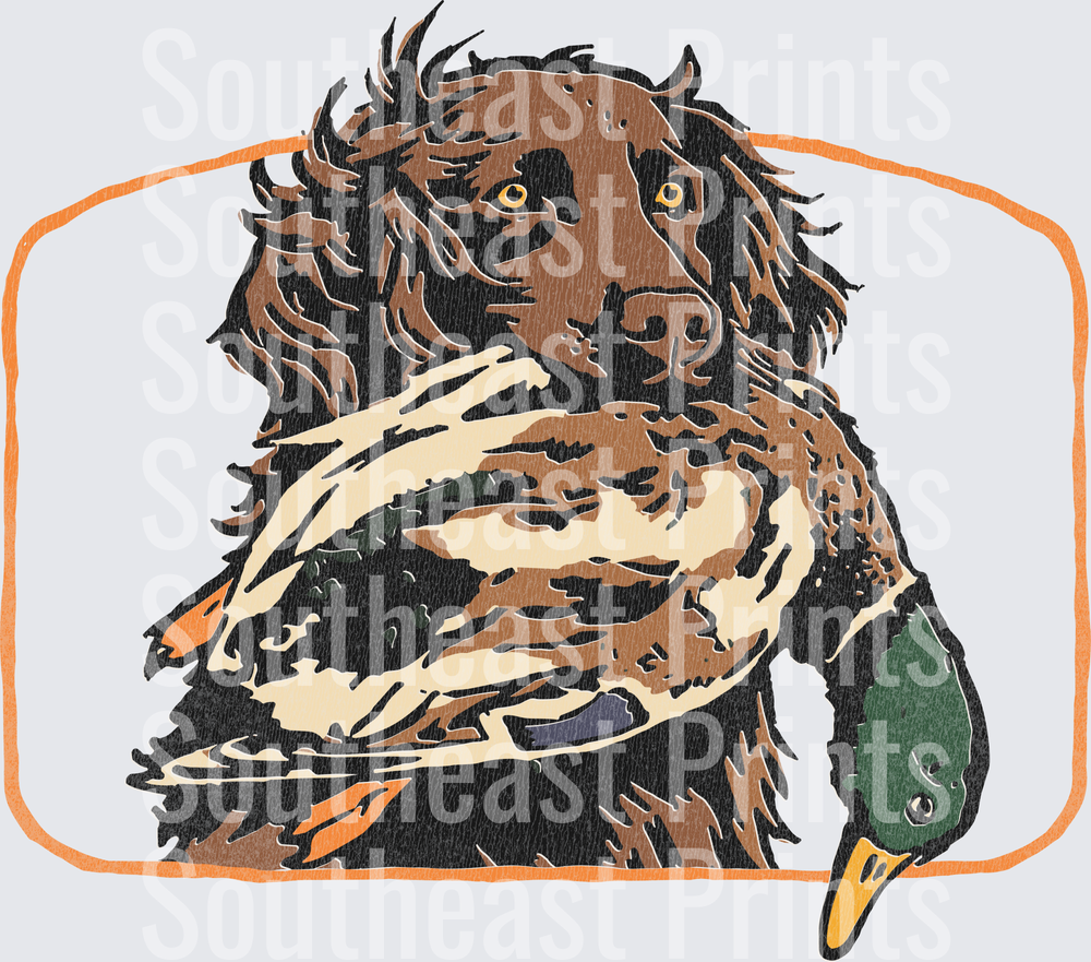 Chocolate Lab Retriever Mallard Duck