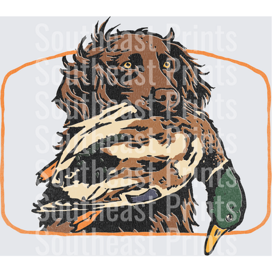 Chocolate Lab Retriever Mallard Duck