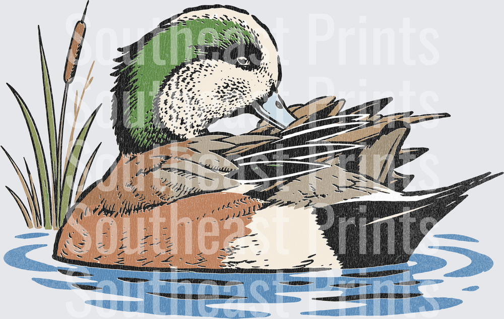 American Wigeon Duck