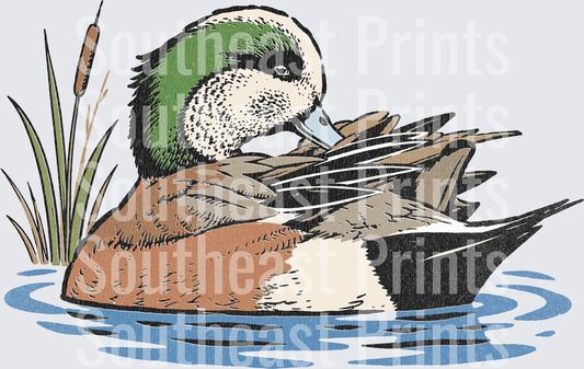 American Wigeon Duck